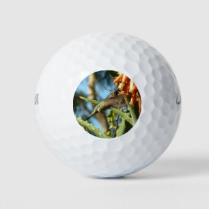 Zwart-Chinese Hummingbird in vlucht Golfballen