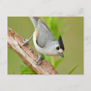 Zwart-Crested Titmouse Briefkaart