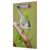 Zwart-Crested Titmouse Klembord (Links)