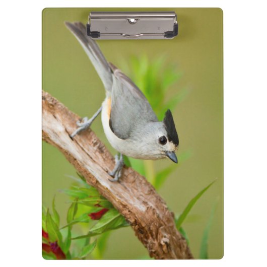 Zwart-Crested Titmouse Klembord (Voorkant)