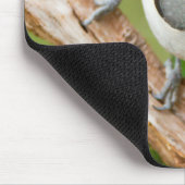 Zwart-Crested Titmouse Muismat (Hoek)