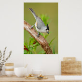 Zwart-Crested Titmouse Poster (Keuken)
