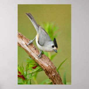 Zwart-Crested Titmouse Poster