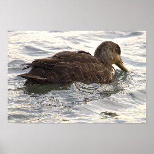 Zwart-Eend-Fotoposter Poster