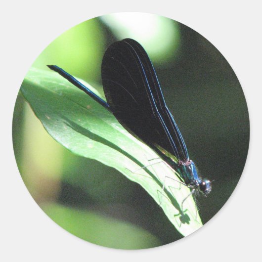 Zwart en Blauw Damselfly Sticker (Voorkant)