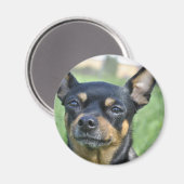 Zwart en Bruin Chihuahua Magnet Magneet (Voorkant / Achterkant)