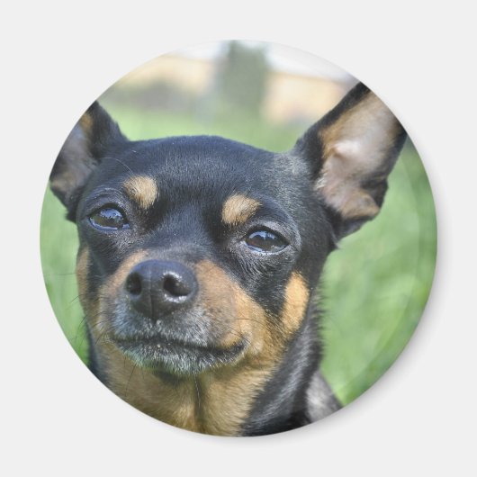 Zwart en Bruin Chihuahua Magnet Magneet (Voorkant)