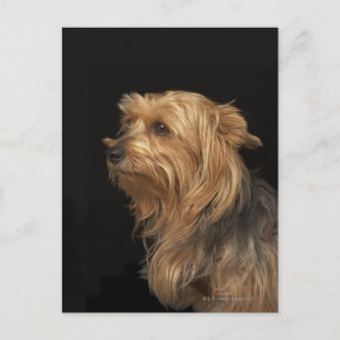 Zwart en bruin Yorkie links profiel op zwart Briefkaart