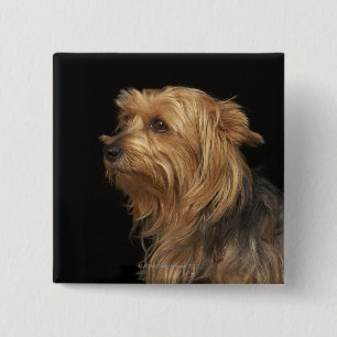Zwart en bruin Yorkie links profiel op zwart Vierkante Button 5,1 Cm