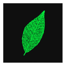 Zwart en groen blad skelet lijnkunst