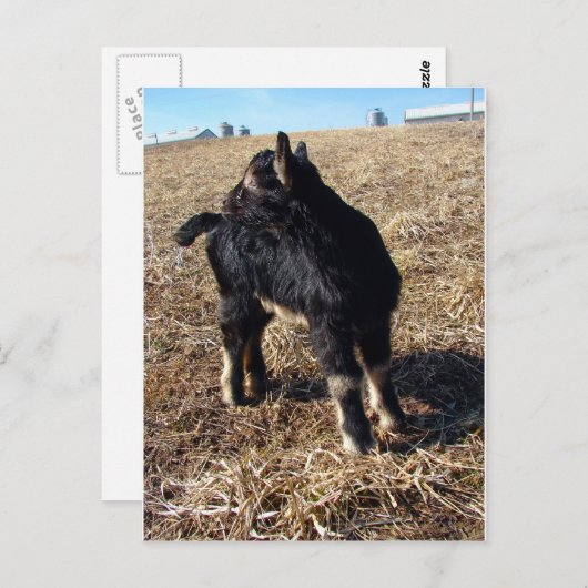 Zwart en Tan Kind genaamd Dobie Briefkaart (Voorkant / Achterkant)