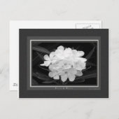 Zwart en wit briefkaart (Voorkant / Achterkant)