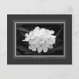 Zwart en wit briefkaart