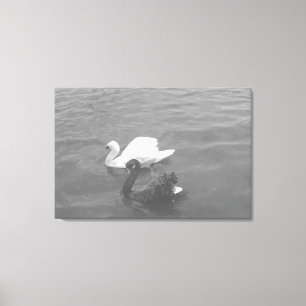 Zwart en wit zwanenpaar op een meer canvas afdruk