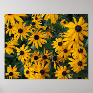 Zwart-eyed Susan Flowers Poster