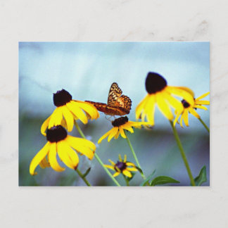 zwart-eyed Susan met vlinder 1 Briefkaart