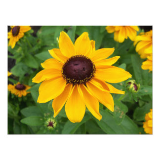 Zwart Eyed Susan Zittend  Foto Afdruk