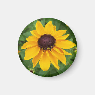 Zwart Eyed Susan Zittend  Magneet