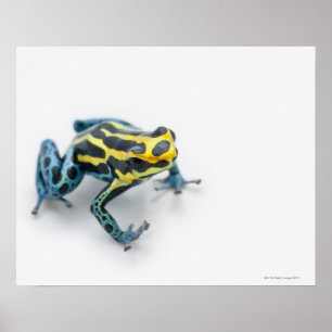 Zwart, geel en blauw gifdekkikker poster