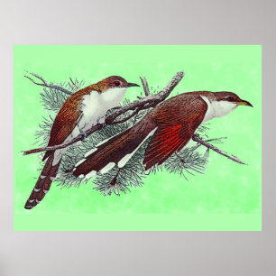Zwart & Geelgefactureerde Koekoek Vogels Poster