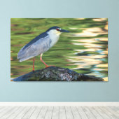 Zwart gekroond Night Heron Portret Canvas Afdruk (Insitu (Houten vloer))