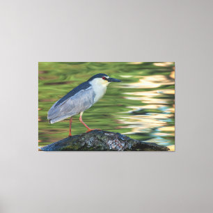 Zwart gekroond Night Heron Portret Canvas Afdruk