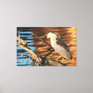 Zwart gekroonde Night Heron Perches op Branch Canvas Afdruk