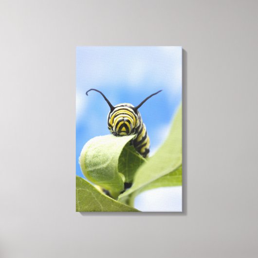 Zwart-gele caterstijl canvas afdruk (Voorkant)