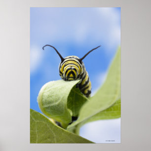 Zwart-gele caterstijl poster