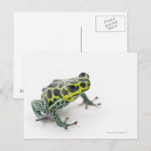 Zwart-gepotte groene giftige kunstkikker (Ranitome Briefkaart (Voorkant / Achterkant)