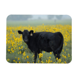 Zwart kalf in een veld met zonnebloemen magneet