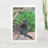 Zwart katje op muur kaart (Voorkant)