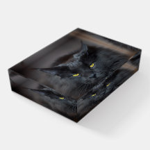 Zwart kattebakkerij Schattige Kat Papergewicht