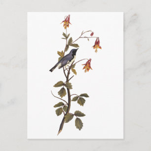 Zwart-keel Blue Warbler Audubon  Art Briefkaart