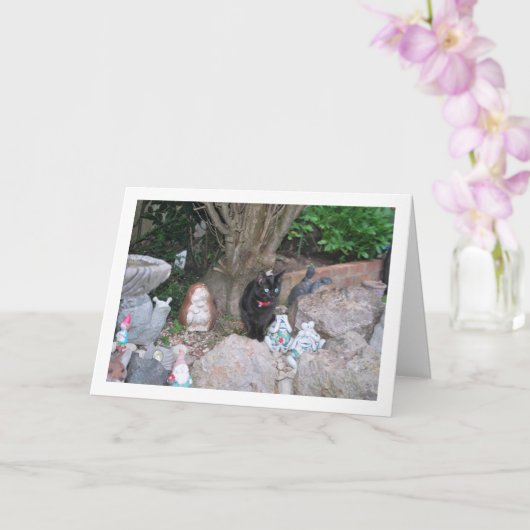 Zwart Kitten op Rockery Kaart (Orchidee)