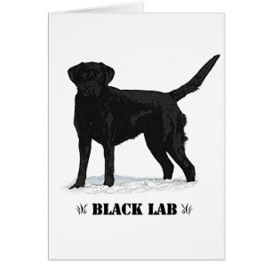 Zwart lab