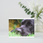 zwart lab briefkaart (Staand voorkant)