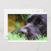 zwart lab briefkaart (Voorkant / Achterkant)