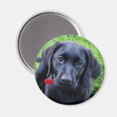 Zwart Lab puppy magneet (Voorkant / Achterkant)