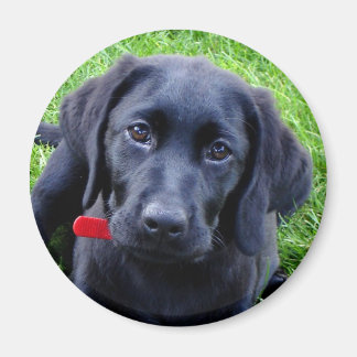 Zwart Lab puppy magneet