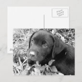 Zwart laboratoriumpuppy briefkaart (Voorkant / Achterkant)