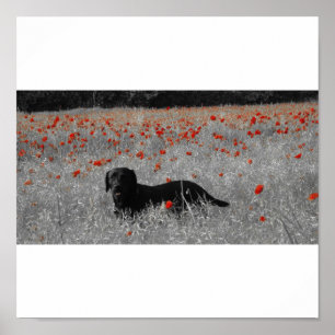 Zwart labrador onder poppies print
