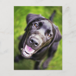 Zwart labrador puppy kijkt omhoog, close-up briefkaart