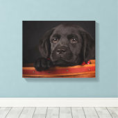 Zwart labrador rekwalvis in een mand canvas afdruk (Insitu (Houten vloer))