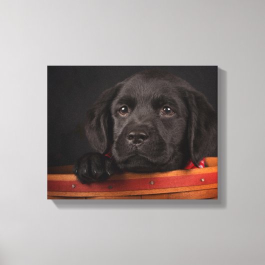 Zwart labrador rekwalvis in een mand canvas afdruk (Voorkant)