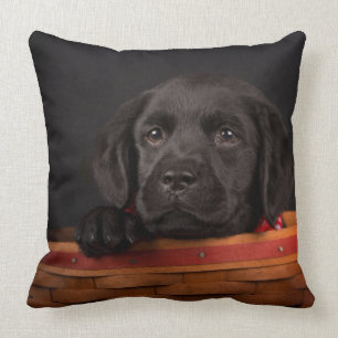 Zwart labrador rekwalvis in een mand kussen
