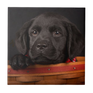 Zwart labrador rekwalvis in een mand tegeltje