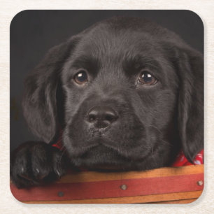Zwart labrador rekwalvis in een mand vierkante kartonnen onderzetter