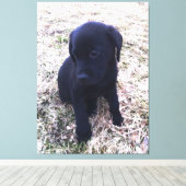 Zwart Labrador Retriever Puppy Wrapped Canvas (Insitu (Houten vloer))