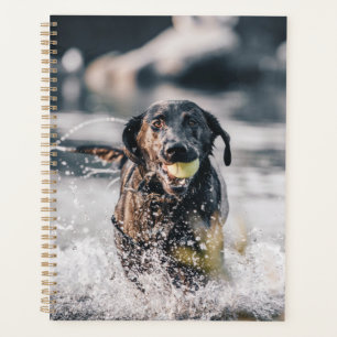 Zwart labrador speelt fets in water planner